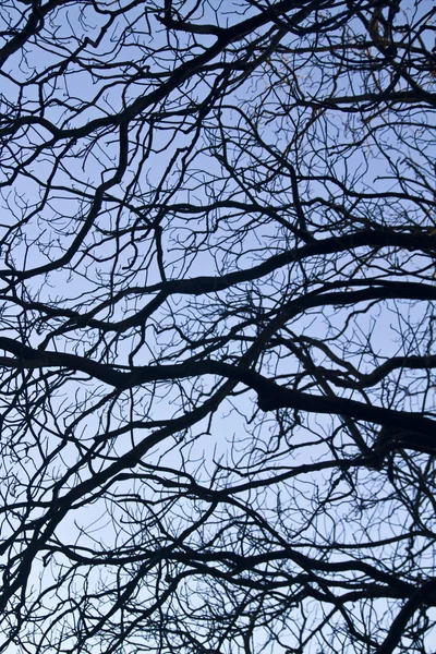 Интричность на ветвях деревьев — стоковое фото