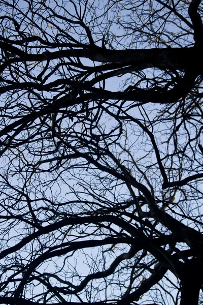木の枝に複雑さ — ストック写真