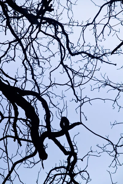 Intrinsecità sui rami degli alberi — Foto Stock