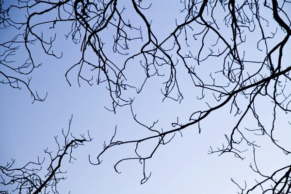 Intricação em galhos de árvore — Fotografia de Stock