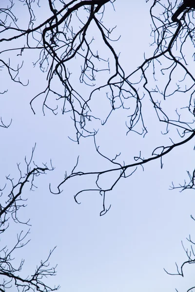 Intrinsecità sui rami degli alberi — Foto Stock