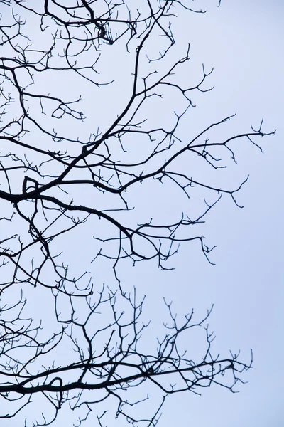 Intricação em galhos de árvore — Fotografia de Stock