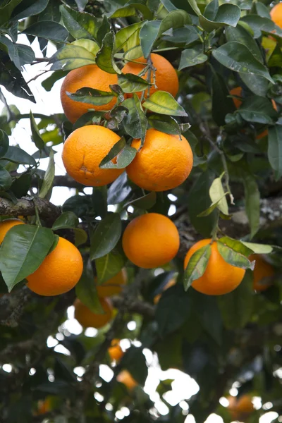 Narancs a fán — Stock Fotó