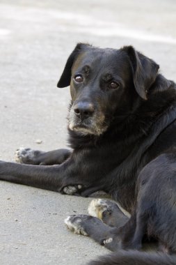 siyah yerli köpek