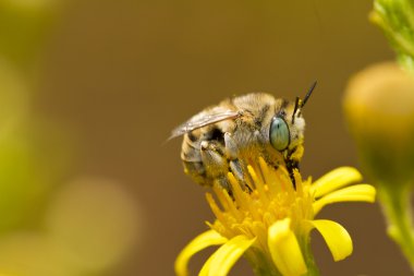 Anthophora bimaculata