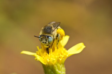 Anthophora bimaculata