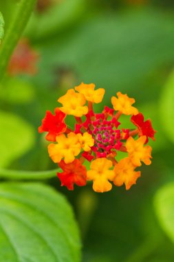 Lantana camara