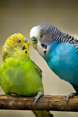 Two budgerigar birds clipart