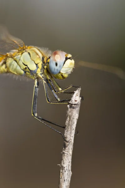 Red-veined darter dragonfly — Stock Photo, Image