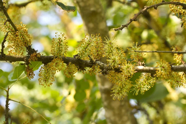Blossom flowers of the carob tree — Stock Photo, Image