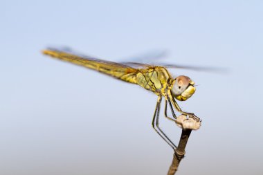 Red-veined darter female clipart