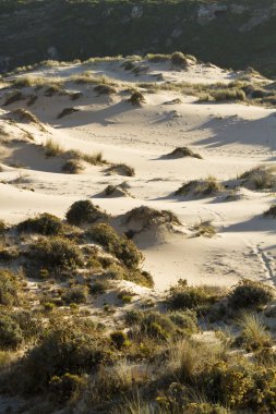 dunes üzerinde bitki örtüsü