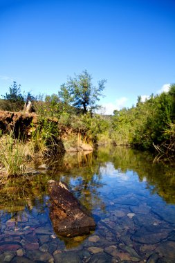 Orman Nehri