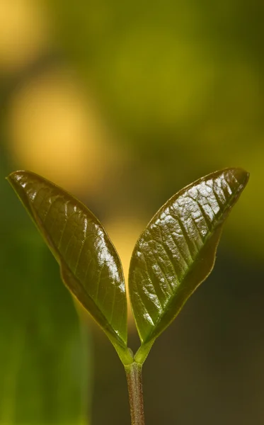 Dos hojas jóvenes — Foto de Stock
