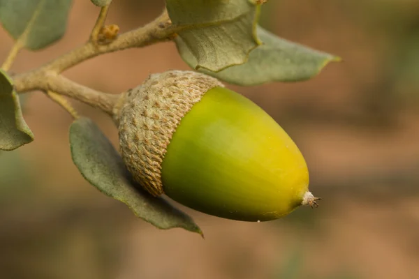 Quercus acorn — Stock Photo, Image