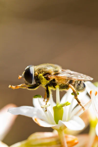 蜂が花に餌をやる — ストック写真