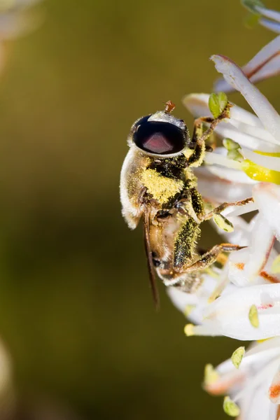 Karmienie pszczół kwiatami — Zdjęcie stockowe