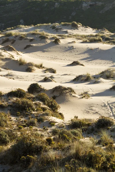 Vegetación en dunas — Foto de Stock