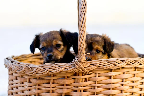 Cães domésticos na cesta — Fotografia de Stock