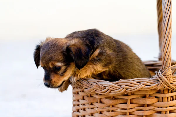 Cão doméstico salta da cesta — Fotografia de Stock