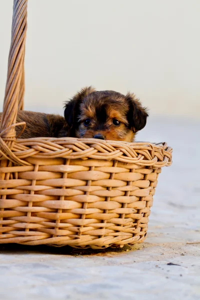 Домашняя собака в корзине — стоковое фото