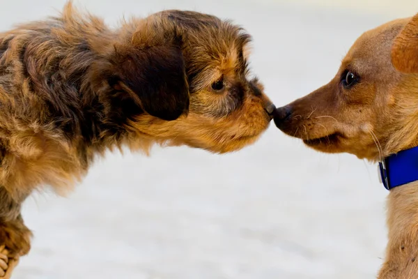 stock image Domestic dogs get to know each other