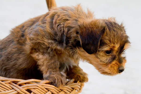 Domestic dog inside a basket — Stock Photo, Image