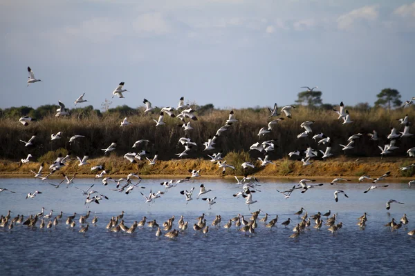 Stado ptaków latających — Zdjęcie stockowe