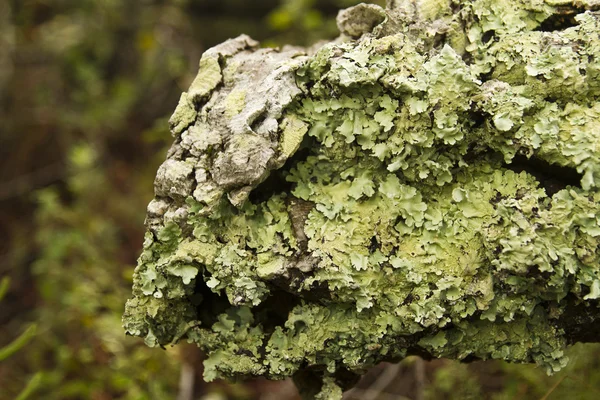 Mossy tree log — Stock Photo, Image