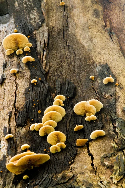 Strom houby — Stock fotografie