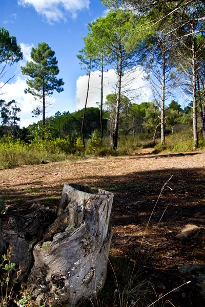 stock image Pine tree forest