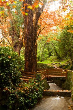 Güzel park