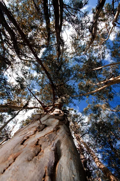 stock image Eucalyptus trees
