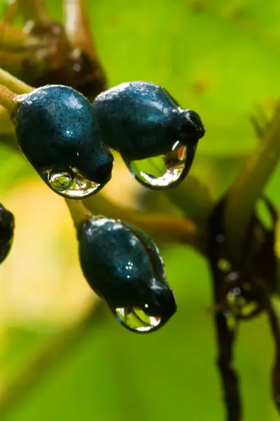 Wassertropfen auf schwarzen Beeren — Stockfoto