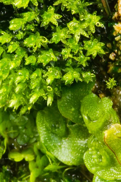 Маленькі рослини на лісовій землі — стокове фото