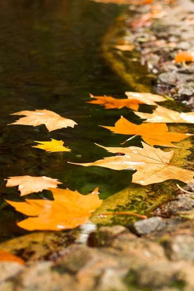 落とされた葉を持つ湖 — ストック写真