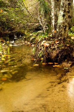 ormanda güzel creek