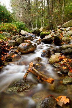 ormanda güzel creek