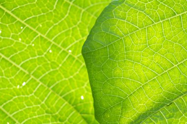 Macro leaf veins clipart