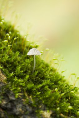 polytrichum bitki