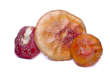 birkaç yabani mantar