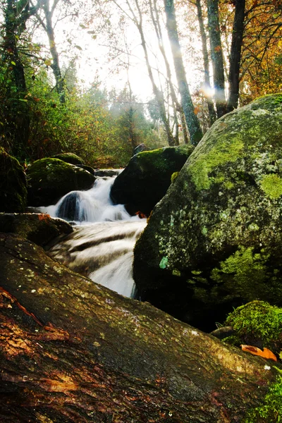 Beau ruisseau en forêt — Photo