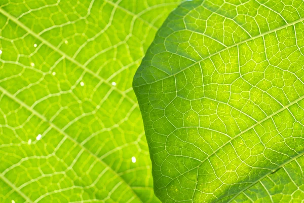 Macro venas de hojas — Foto de Stock