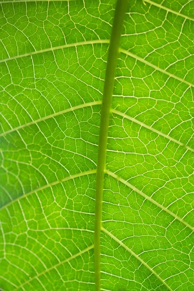 Macro leaf veins — Stock Photo, Image