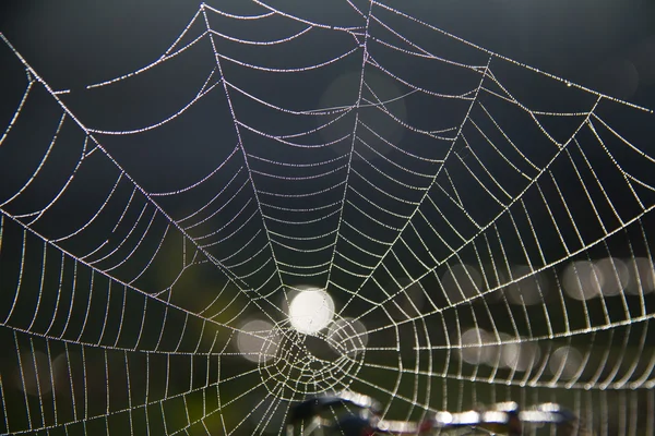 早上有蜘蛛网 — 图库照片