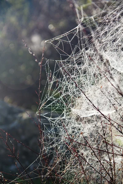 Spinnennetz am Morgen — Stockfoto