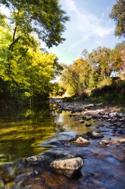 Akasya ağaçlar ve Nehri akış