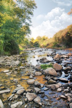 Akasya ağaçlar ve Nehri akış