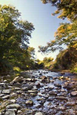 Akasya ağaçlar ve Nehri akış