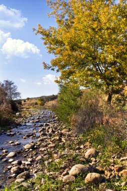 Akasya ağaçlar ve Nehri akış